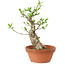 Euonymus sieboldianus, 21 cm, ± 15 años de edad, con un nebari de 4 cm.
