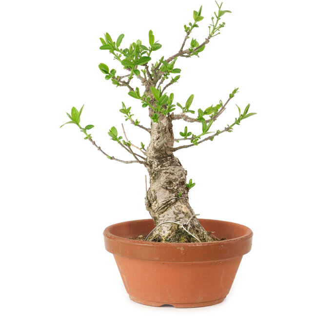 Euonymus sieboldianus, 21 cm, ± 15 años de edad, con un nebari de 4 cm.