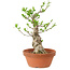 Euonymus sieboldianus, 21 cm, ± 15 años de edad, con un nebari de 4 cm.
