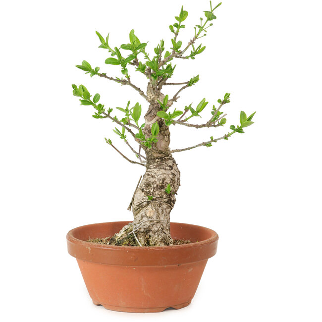 Euonymus sieboldianus, 21 cm, ± 15 Jahre alt, mit einem Nebari von 4 cm