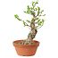 Euonymus sieboldianus, 21 cm, ± 15 anni, con un nebari di 4 cm