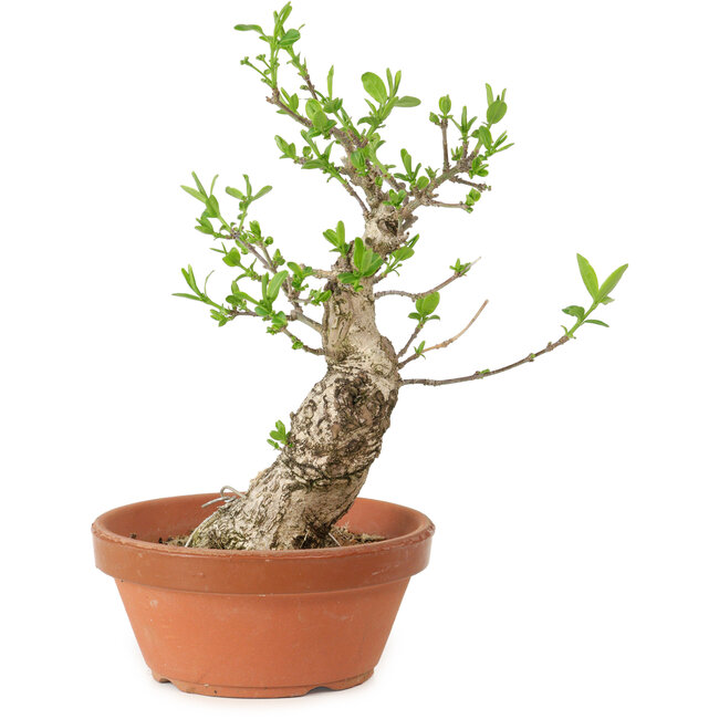 Euonymus sieboldianus, 21 cm, ± 15 años de edad, con un nebari de 4 cm.