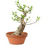 Euonymus sieboldianus, 21 cm, ± 15 años de edad, con un nebari de 4 cm.
