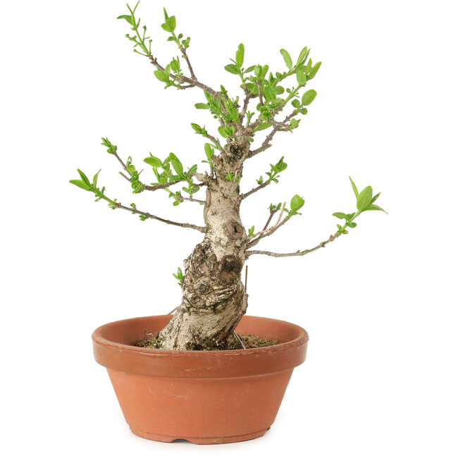 Euonymus sieboldianus, 21 cm, ± 15 años de edad, con un nebari de 4 cm.