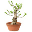 Euonymus sieboldianus, 21 cm, ± 15 años de edad, con un nebari de 4 cm.
