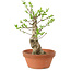 Euonymus sieboldianus, 21 cm, ± 15 anni, con un nebari di 4 cm
