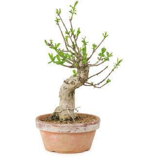 Euonymus sieboldianus, 21 cm, ± 15 years old