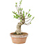 Euonymus sieboldianus, 21 cm, ± 15 anni, con un nebari di 4 cm