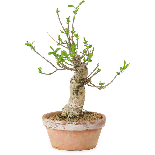 Euonymus sieboldianus, 21 cm, ± 15 anni, con un nebari di 4 cm