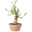 Euonymus sieboldianus, 21 cm, ± 15 anni, con un nebari di 4 cm