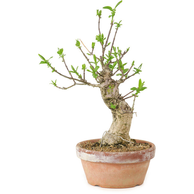 Euonymus sieboldianus, 21 cm, ± 15 ans, avec un nebari de 4 cm