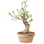 Euonymus sieboldianus, 21 cm, ± 15 anni, con un nebari di 4 cm