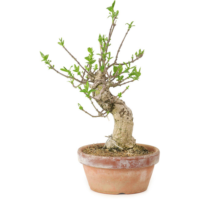 Euonymus sieboldianus, 21 cm, ± 15 anni, con un nebari di 4 cm