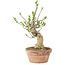 Euonymus sieboldianus, 21 cm, ± 15 anni, con un nebari di 4 cm