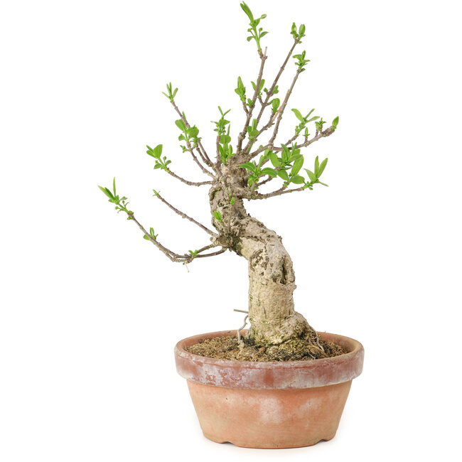 Euonymus sieboldianus, 21 cm, ± 15 anni, con un nebari di 4 cm