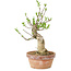 Euonymus sieboldianus, 21 cm, ± 15 anni, con un nebari di 4 cm
