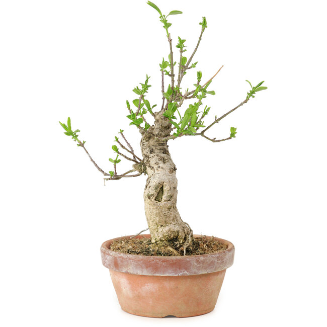 Euonymus sieboldianus, 21 cm, ± 15 anni, con un nebari di 4 cm