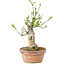 Euonymus sieboldianus, 21 cm, ± 15 anni, con un nebari di 4 cm