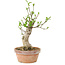 Euonymus sieboldianus, 21 cm, ± 15 anni, con un nebari di 4 cm