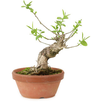 Euonymus sieboldianus, 16 cm, ± 15 anni di età