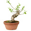 Euonymus sieboldianus, 16 cm, ± 15 años de edad, con un nebari de 4 cm.