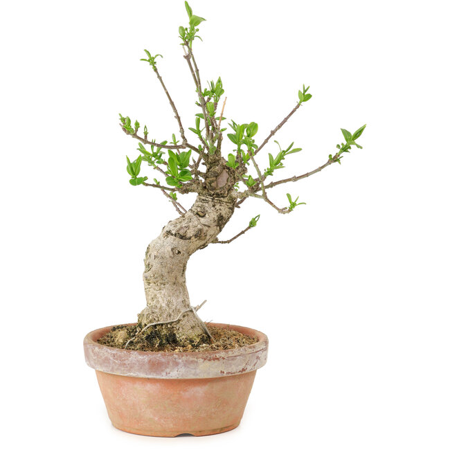 Euonymus sieboldianus, 21 cm, ± 15 Jahre alt, mit einem Nebari von 4 cm