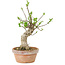 Euonymus sieboldianus, 21 cm, ± 15 anni, con un nebari di 4 cm