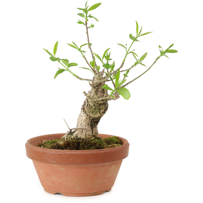 Euonymus sieboldianus, 16 cm, ± 15 años de edad, con un nebari de 4 cm.
