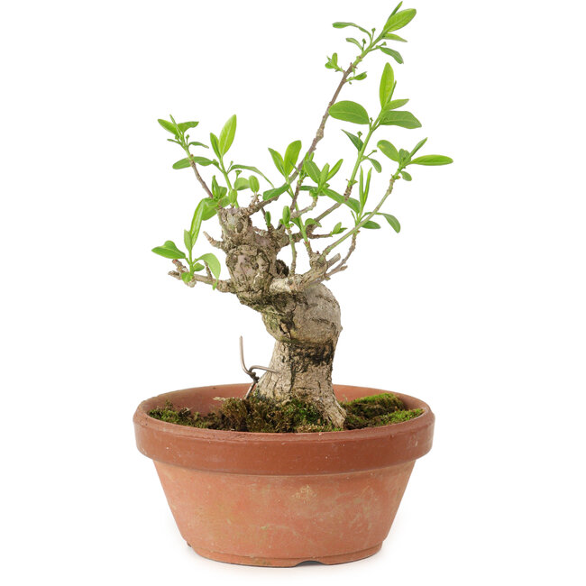 Euonymus sieboldianus, 16 cm, ± 15 años de edad, con un nebari de 4 cm.