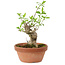 Euonymus sieboldianus, 16 cm, ± 15 anni, con un nebari di 4 cm