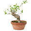 Euonymus sieboldianus, 16 cm, ± 15 años de edad, con un nebari de 4 cm.
