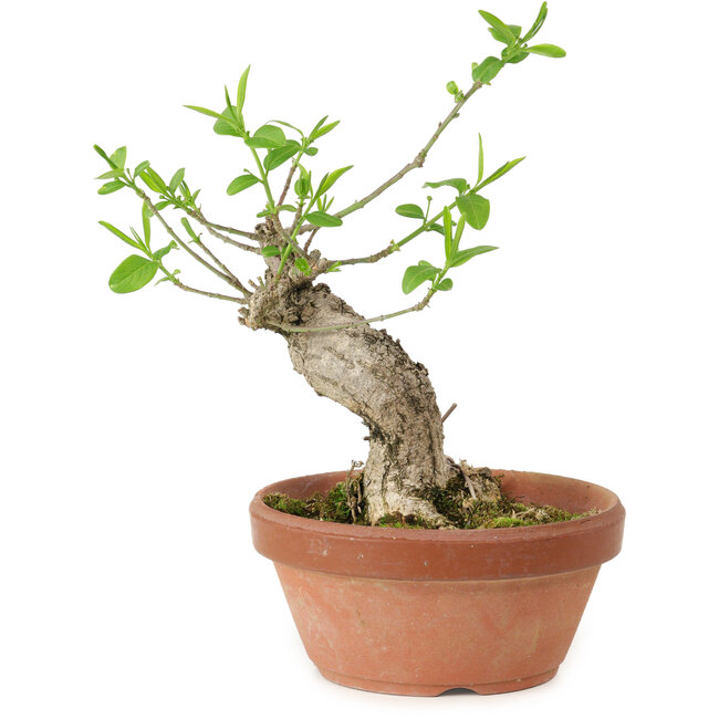 Euonymus sieboldianus, 16 cm, ± 15 anni, con un nebari di 4 cm