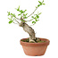 Euonymus sieboldianus, 16 cm, ± 15 años de edad, con un nebari de 4 cm.
