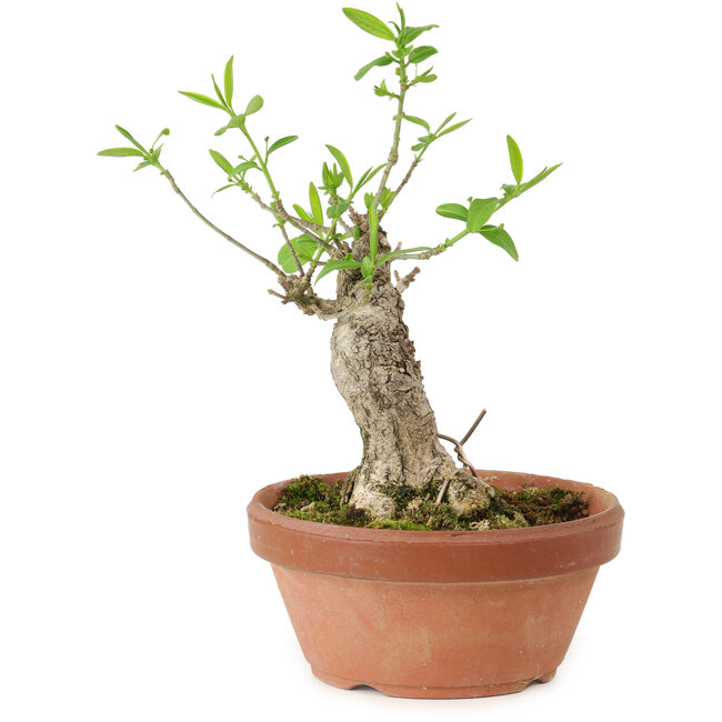 Euonymus sieboldianus, 16 cm, ± 15 años de edad, con un nebari de 4 cm.