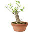 Euonymus sieboldianus, 16 cm, ± 15 anni, con un nebari di 4 cm