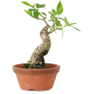 Euonymus sieboldianus, 17 cm, ± 15 años de edad