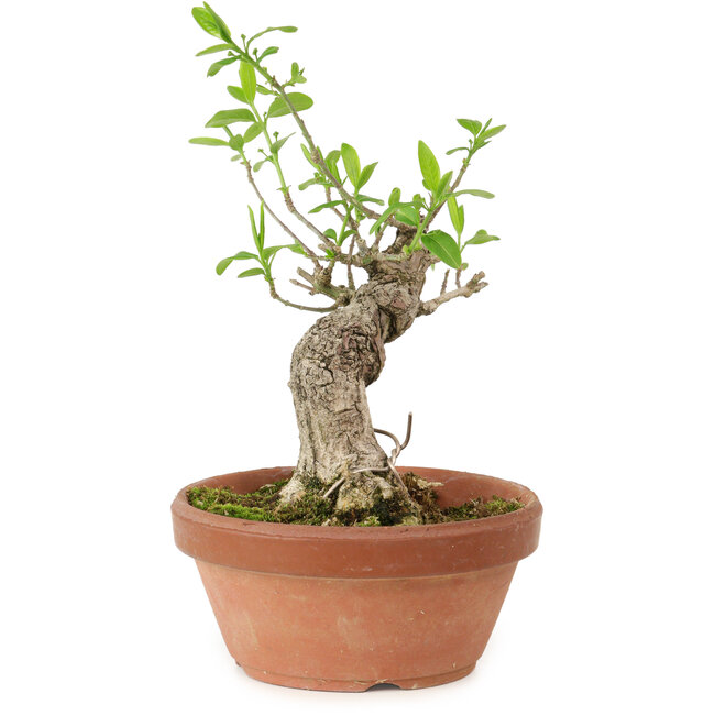 Euonymus sieboldianus, 16 cm, ± 15 ans, avec un nebari de 4 cm