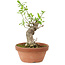 Euonymus sieboldianus, 16 cm, ± 15 anni, con un nebari di 4 cm