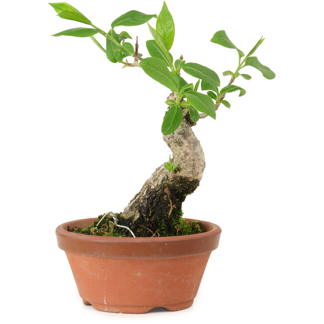 Euonymus sieboldianus, 17 cm, ± 15 Jahre alt, mit einem Nebari von 4 cm