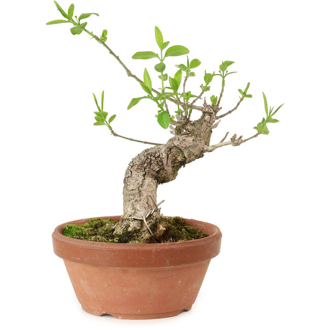 Euonymus sieboldianus, 16 cm, ± 15 años de edad, con un nebari de 4 cm.
