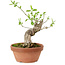 Euonymus sieboldianus, 16 cm, ± 15 anni, con un nebari di 4 cm