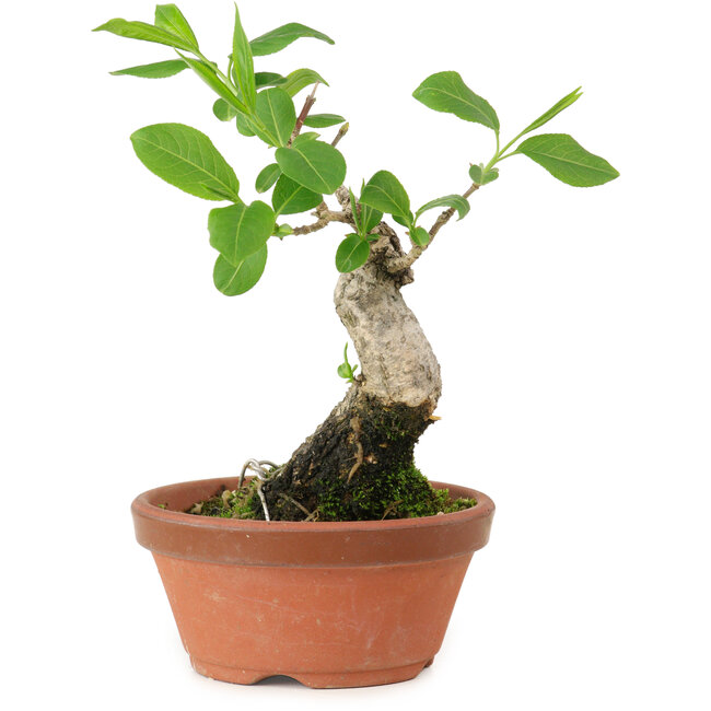 Euonymus sieboldianus, 17 cm, ± 15 años de edad, con un nebari de 4 cm.