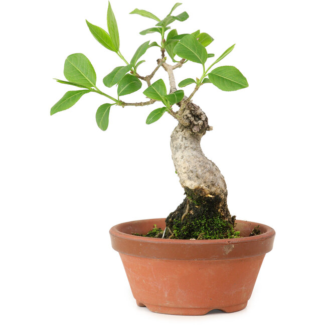 Euonymus sieboldianus, 17 cm, ± 15 años de edad, con un nebari de 4 cm.