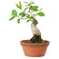 Euonymus sieboldianus, 17 cm, ± 15 años de edad, con un nebari de 4 cm.
