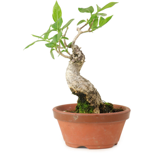 Euonymus sieboldianus, 17 cm, ± 15 años de edad, con un nebari de 4 cm.