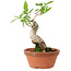 Euonymus sieboldianus, 17 cm, ± 15 años de edad, con un nebari de 4 cm.