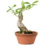 Euonymus sieboldianus, 17 cm, ± 15 años de edad, con un nebari de 4 cm.