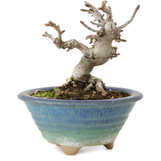 Pourthiaea villosa Decne, 14 cm, ± 10 years old