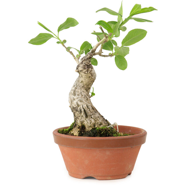 Euonymus sieboldianus, 17 cm, ± 15 anni, con un nebari di 4 cm