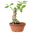 Euonymus sieboldianus, 17 cm, ± 15 anni, con un nebari di 4 cm